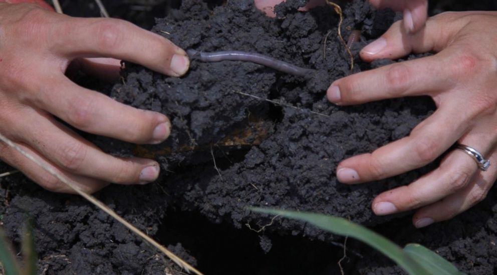 PHOTO: Worms on Rancher Jonathan Cobbs farm keep his soil aerated.
