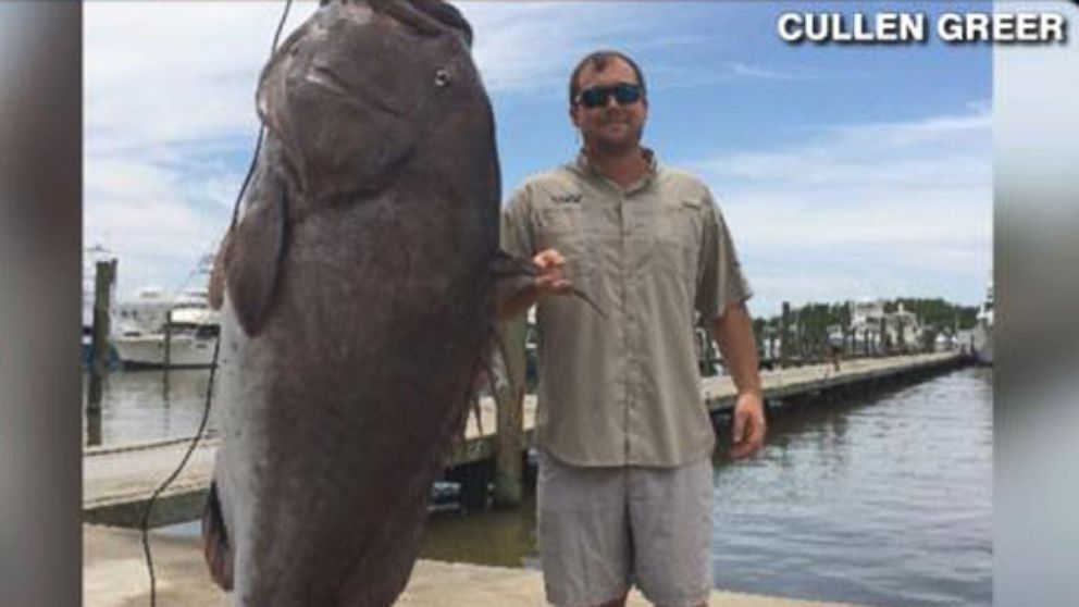 Man Catches a Giant Grouper Video - ABC News