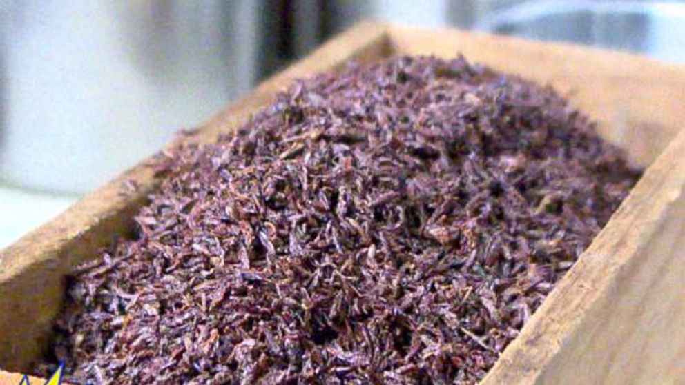 VIDEO: ABC's Genevieve Shaw Brown checks out a hot new food trend: eating insects. 