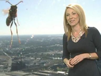 Meteorologist 'Attacked' by Mutant Bee