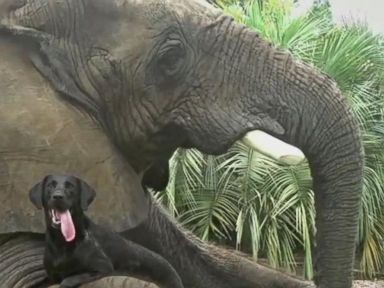 VIDEO: Android releases a new ad featuring clips of animals showing an unlikely bond. 