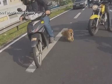 Highway Heroes Save Pup