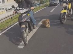 Highway Heroes Save Pup