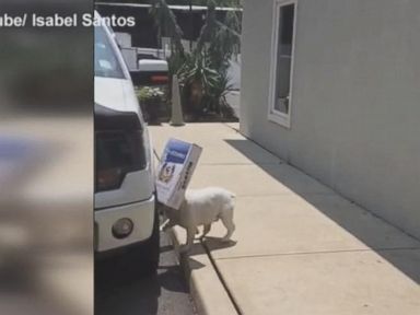 Box-loving Bulldog Discovers His New Favorite Toy