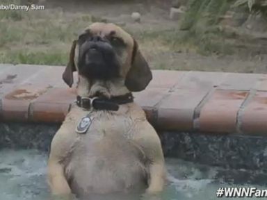 Dog Lounges In Hot Tub