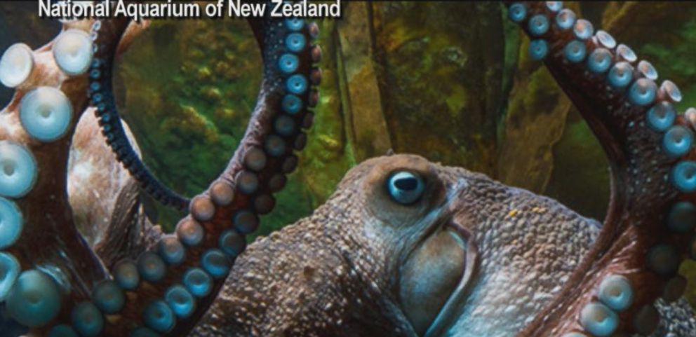 Octopus makes daring nighttime escape to the ocean from New Zealand  aquarium 