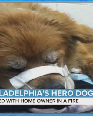 VIDEO: Dog Saves Homeowner From Fire