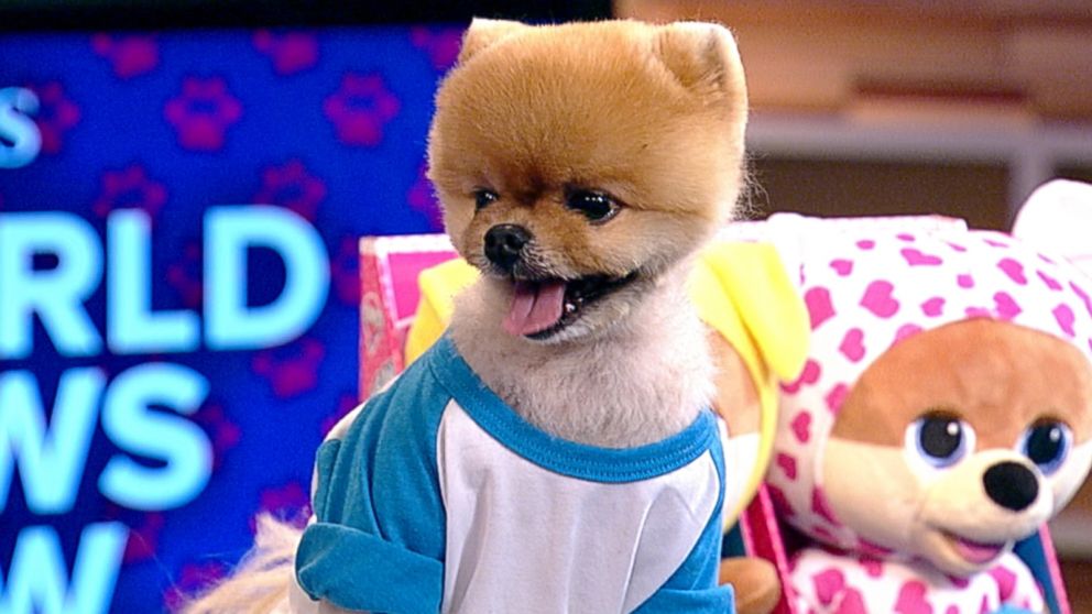 Boo jiffpom best sale