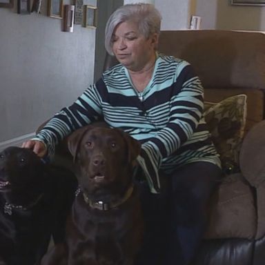 VIDEO: Dogs rescue owner having stroke