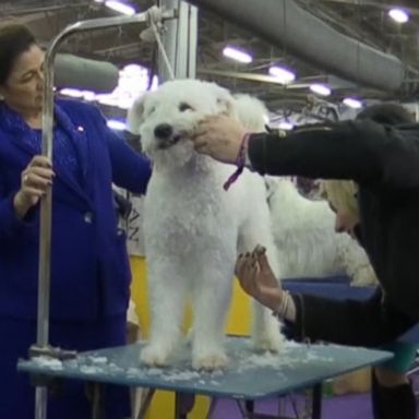 VIDEO: Westminster Kennel Club Dog Show preview