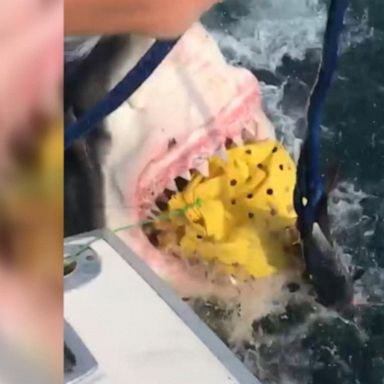 VIDEO: New Jersey fishermen spot shark 