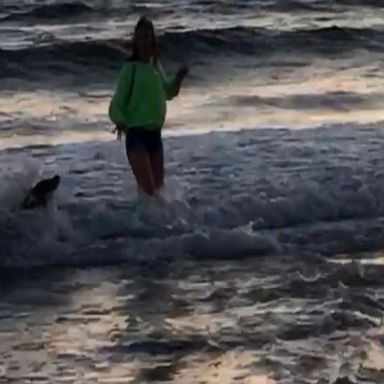 VIDEO: California teen attacked by sea lion