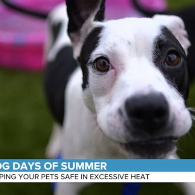 VIDEO: How to keep pets safe in excessive heat