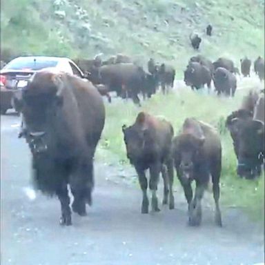 VIDEO: Video: Frightening bison stampede at Yellowstone National Park