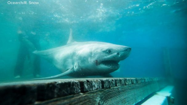 Video Rare shark sighting near New York - ABC News