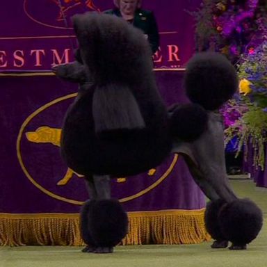 VIDEO: Westminster Kennel Club Dog Show: Night 1 recap