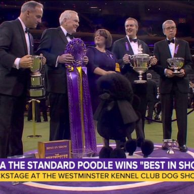 VIDEO: Westminster Kennel Club’s Best in Show