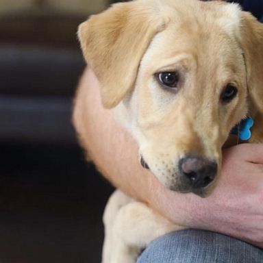 VIDEO: Cloning the family pet 