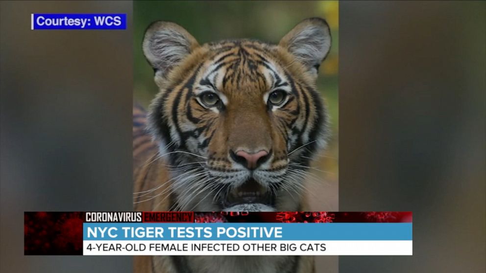 Tiger at NYC's Bronx Zoo tests positive for COVID-19