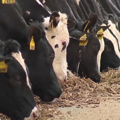 VIDEO: Food supply concerns