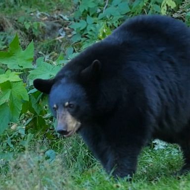 VIDEO: National Park Service bear warning