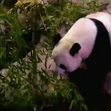 VIDEO: Baby panda watch