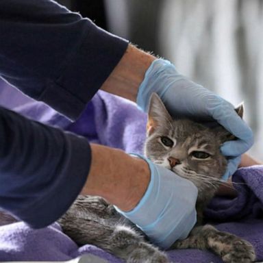 VIDEO: Vet lifts lockdown to treat pets