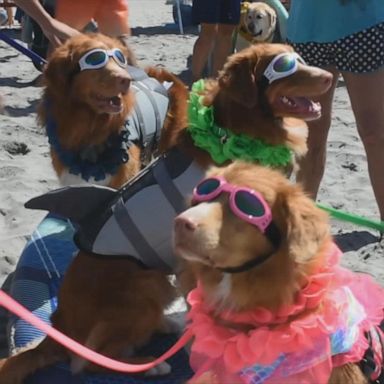 VIDEO: Annual dog Surf-A-Thon goes virtual