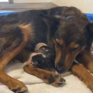 VIDEO: Dog adopts litter of kittens