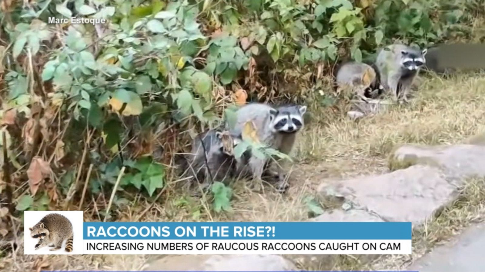 Raccoon encounters on the rise? - Good Morning America
