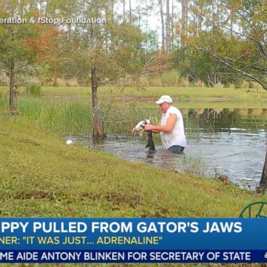 VIDEO: Puppy saved from alligator