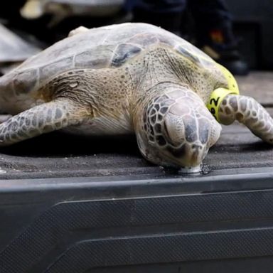 VIDEO: Saving the turtles