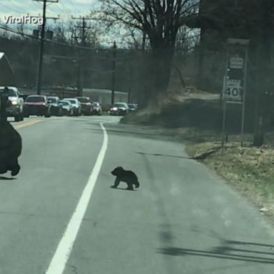 VIDEO: One busy mama bear!