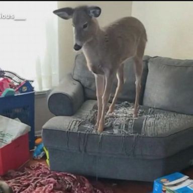 VIDEO: Family welcomes wild deer into home