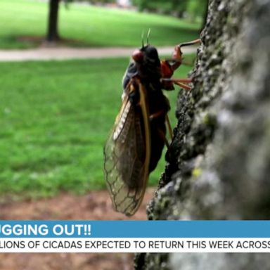 VIDEO: The Brood X cicadas are here