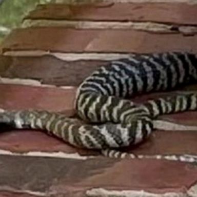 VIDEO: Cobra on the loose in Raleigh neighborhood