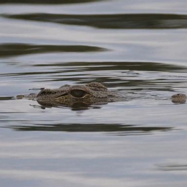 VIDEO: California teen attacked by crocodile in Mexico