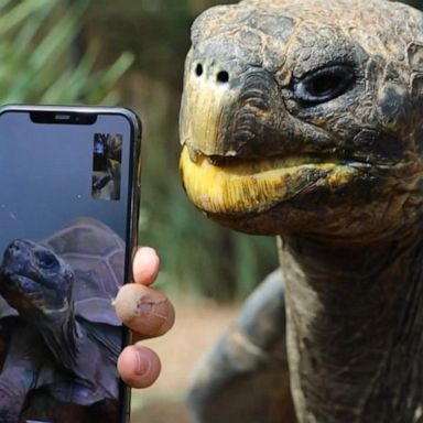 VIDEO: Reptile couple meets for 1st time on FaceTime