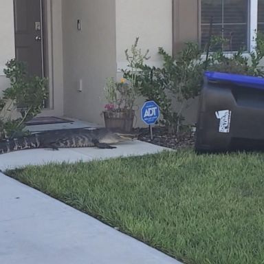 VIDEO: Showdown with a gator