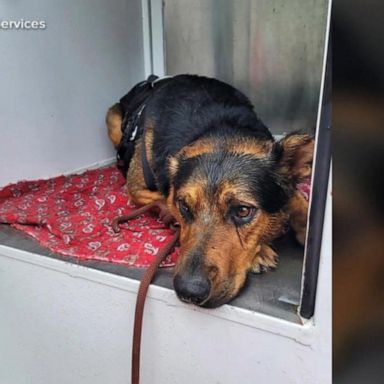 VIDEO: Dramatic dog rescue