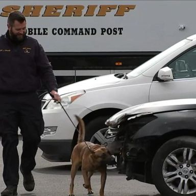 VIDEO: K-9 competition for top dog