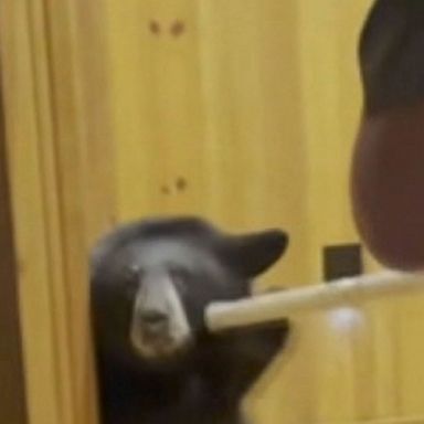 VIDEO: Bear breaks into Wisconsin home