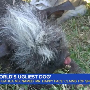 VIDEO: ‘Ugliest Dog’ winner