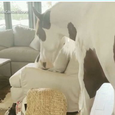 VIDEO: Meet ‘Charlie’ the house horse