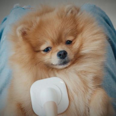 VIDEO: How spoiled is your dog?