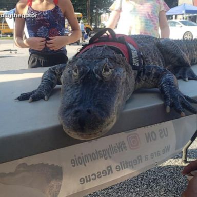 VIDEO: Emotional support alligator