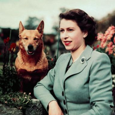 VIDEO: The Queen’s lifelong passion for animals seen through the legacy of the royal corgis 