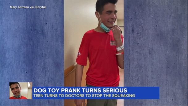 Dog toy prank turns serious | Flipboard