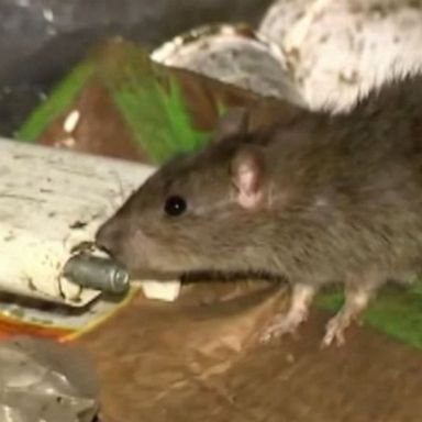 VIDEO: War on rats