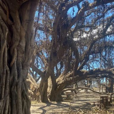 VIDEO: Hawaiian historic banyan tree shows signs of thriving